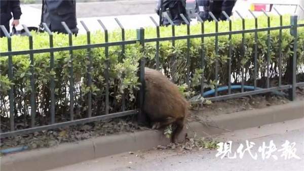 �Ͼ��o(h��)�ھW(w��ng)�r��